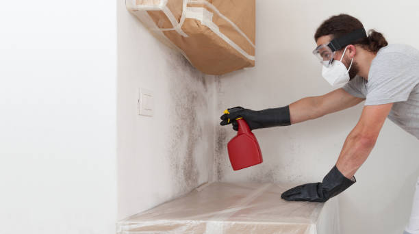 Professional Attic Mold Remediation technician working in Clearwater Beach, FL